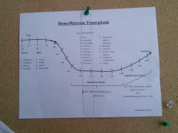 Bone Marrow Transplant